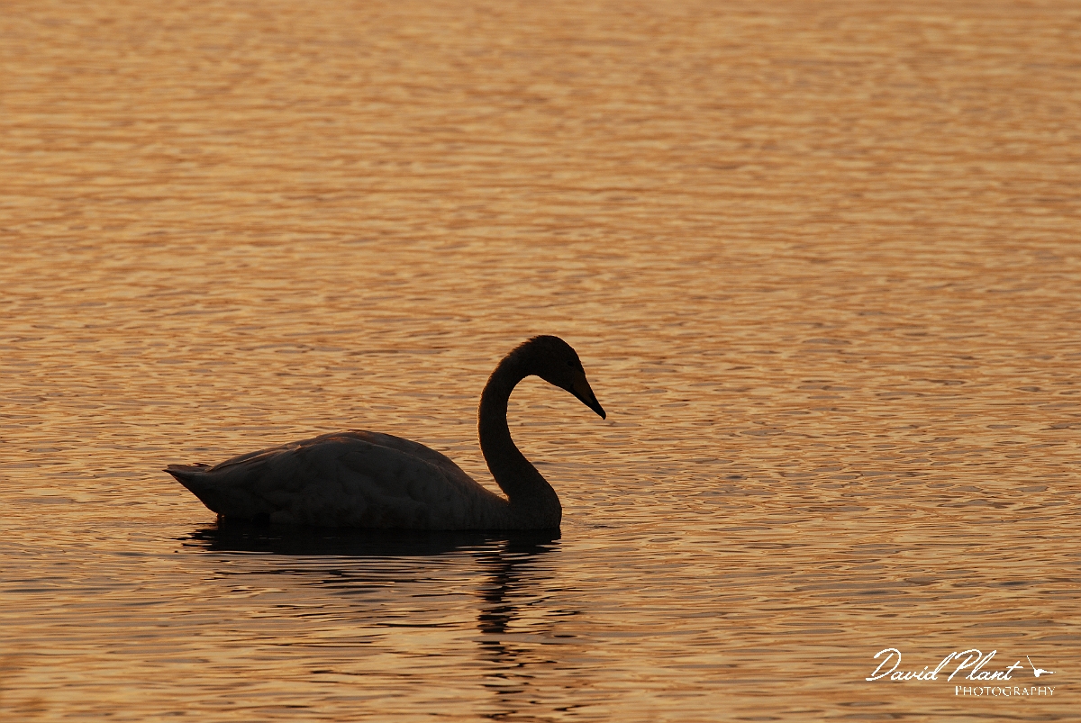 David Plant Photography - Wildlife Photographer - Whooper swan at sunset - D.JPG - Whooper swan at sunset - Cambridgeshire